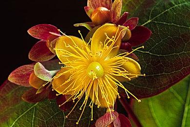 玩梗到底！无厘头卡牌肉鸽《疯狂之门(Doors of Insanity)》更新正式版！